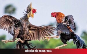 Giải Thích Kèo Meron, Wala