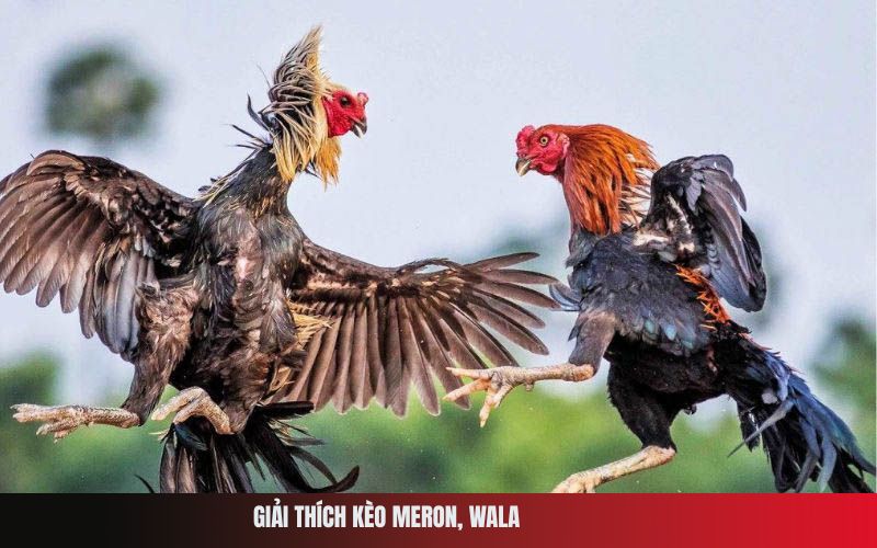 Giải Thích Kèo Meron, Wala 