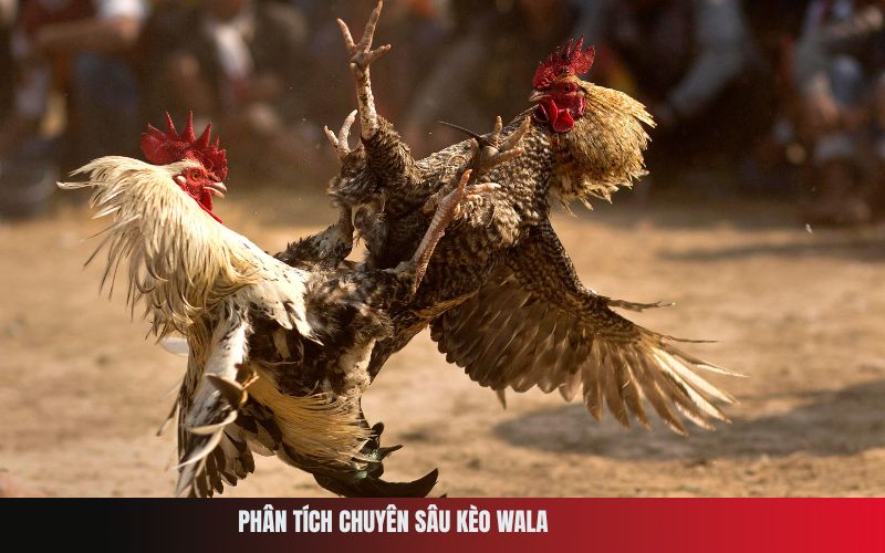Phân Tích Chuyên Sâu Kèo Wala